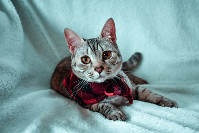 Close-up portrait of a cat