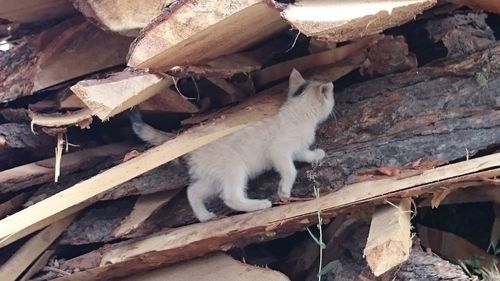 Close-up of cat