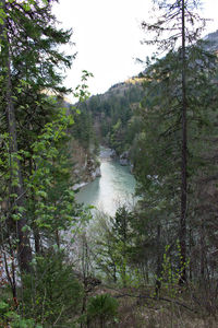 Scenic view of river amidst trees in forest against sky