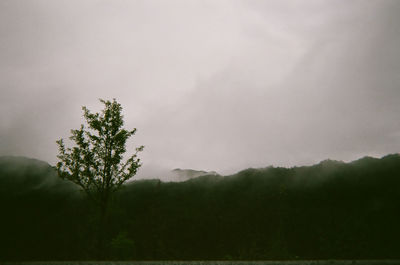 Trees on landscape against sky