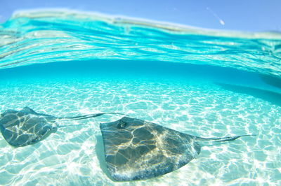 Under over stingray swimming in ses