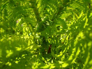 Close-up of green leaves