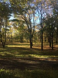 Trees in forest