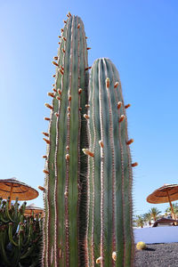 Low angle view of cactus against clear blue sky