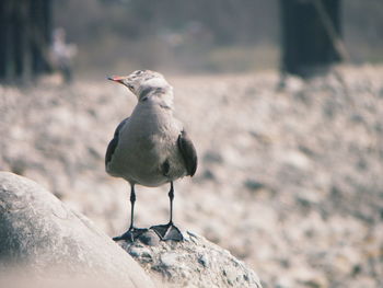 Close-up of bird perching on rock