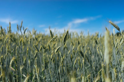 Close-up of stalks in field against sky