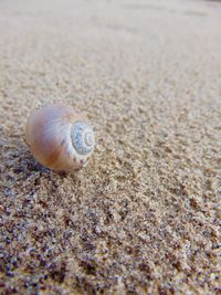 Close-up of seashell