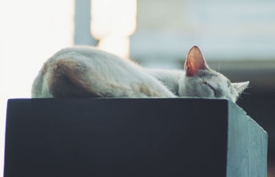 Cat sleeping on cabinet at home