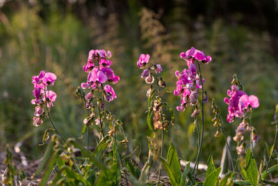 Close-up of pink flowering plant on field