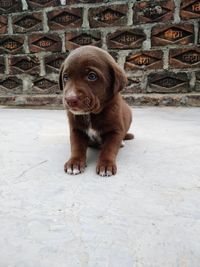 Portrait of puppy sitting outdoors