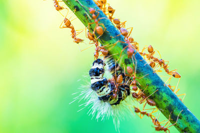 Close-up of insect on plant