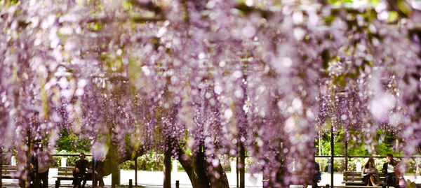 Purple flowering plants against trees