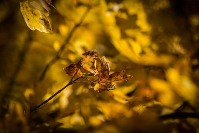 Close-up of dry leaves on plant during autumn