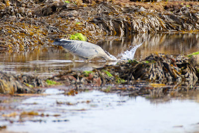 Bird perching on a lake