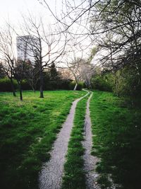 Footpath amidst trees on field