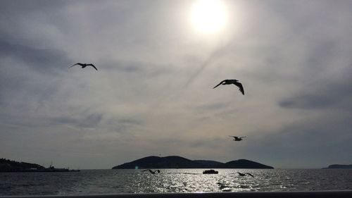 Low angle view of silhouette birds flying over sea against sky