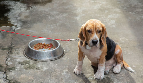 Portrait of dog sitting outdoors