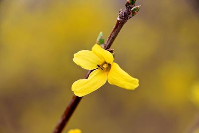 Close-up of insect on yellow flower