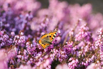 Close-up of butterfly pollinating on purple flower