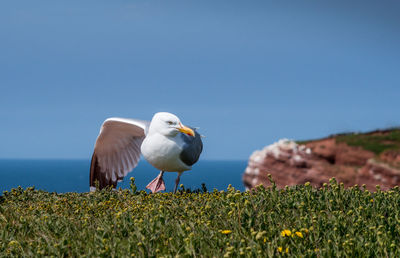 Close-up of seagull on grass against clear sky