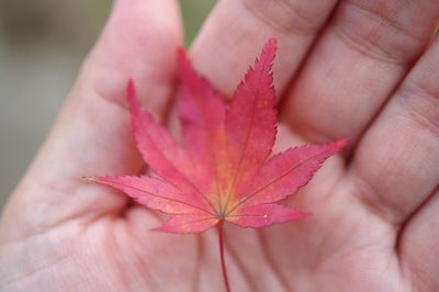 Close-up of hand holding pink leaf