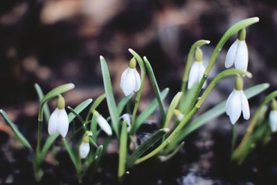 Close-up of white flowering plant