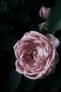 Close-up of pink rose blooming
