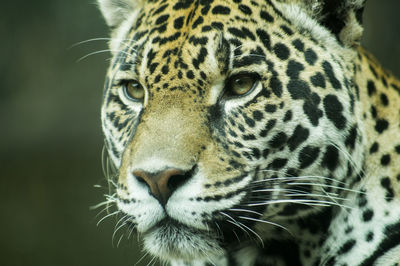 Close-up of leopard looking away