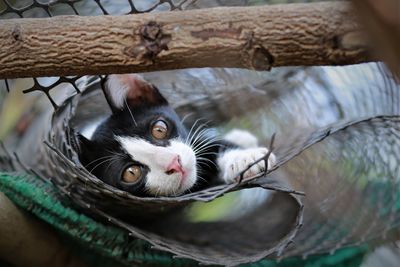 Close-up portrait of a cat