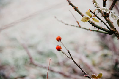 Close-up of red berries growing on tree