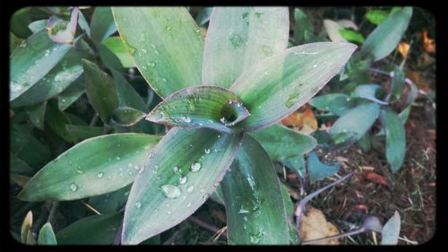 Close-up of water drops on leaf