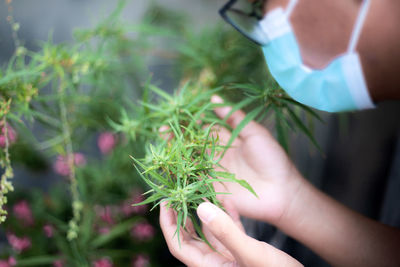 Close-up of hand holding plant