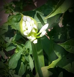 Close-up of white flowers