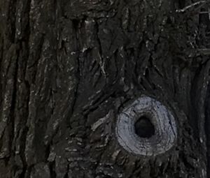 Close-up of hole in tree trunk