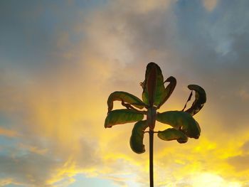 Low angle view of plant against sky during sunset