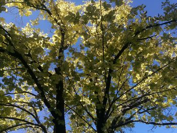 Low angle view of flowering tree against sky