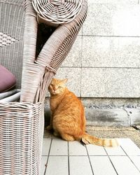 Portrait of cat sitting on footpath