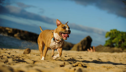 Dog on beach against sky