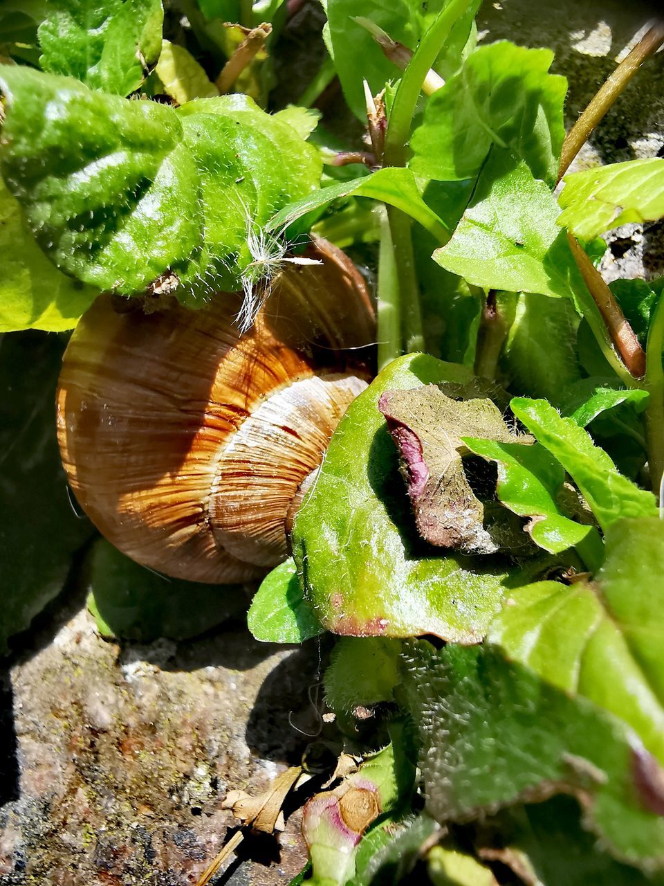 HIGH ANGLE VIEW OF FRESH GREEN LEAVES