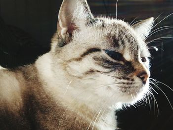 Close-up portrait of cat