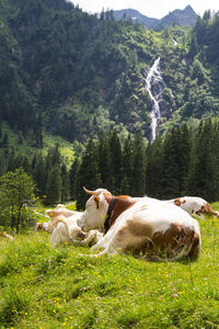 Cows on field against trees and waterfall