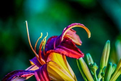 Close-up of lily growing outdoors