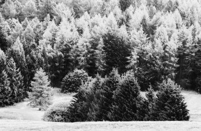 Pine trees in forest during winter