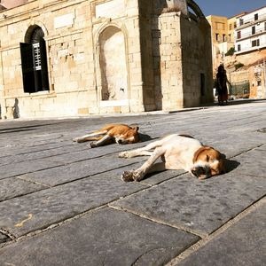 Dogs sleeping on street in city
