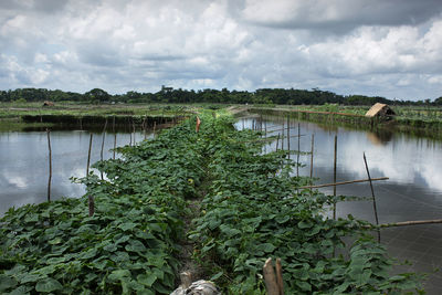 Plants growing by lake against sky