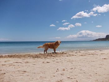 Dog on beach against sky