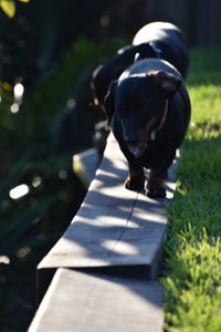 Dog looking away