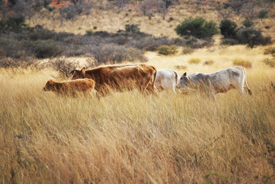 Cattle in a field