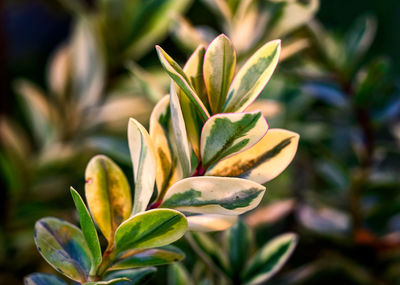 Close-up of flowering plant