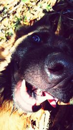 Close-up portrait of dog sticking out tongue